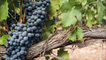 Rioja grape growers