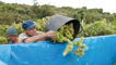 Rioja Tempranillo grape