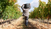 Tempranillo vineyards