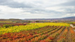 Castillo Clavijo vineyards