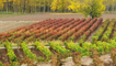 Tempranillo vineyards