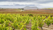Rioja vineyards