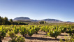 Castillo Clavijo vineyards