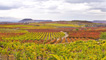 Vineyards in Rioja Baja