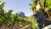 Vineyards with Clavijo Castle in the background